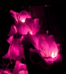 Lily pink fairy light_sml.jpg